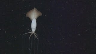 Magnapinna squid up close bigfin squid [upl. by Penni]