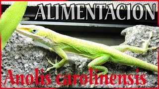 Anolis carolinensis  Alimentación [upl. by Coriss871]