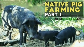 Native Pig Farming Part 1  Native Pigs in the Philippines  Agribusiness Philippines [upl. by Hluchy]