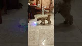 Cavapoo cooper dog 🐶🐕 playing with his new toy ball 🏀 dog doglover cavapoo [upl. by Htial984]