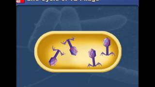 Lytic v Lysogenic Cycles of Bacteriophages [upl. by Cotter464]