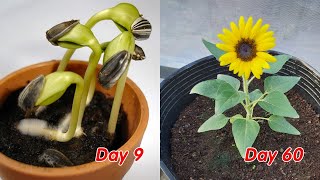 How to grow sunflower in pots at home full update [upl. by Dihahs]