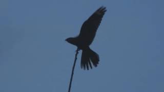 Churring Nightjar Forest Of Dean 2016 [upl. by Herzig421]