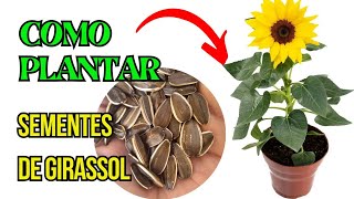 como plantar sementes de girassol [upl. by Anyad]