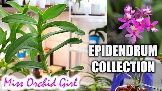 My Epidendrum Orchids collection [upl. by Nilak929]