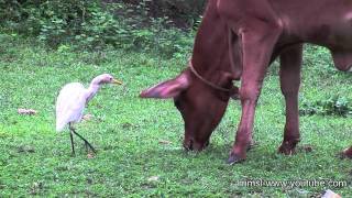 Cattle Egrets with Cattles [upl. by Ormond]