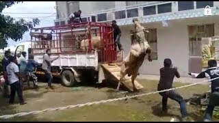 Bakrid 2017  Angry Brahman [upl. by Amye]