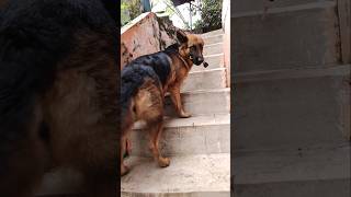 Molly good girl h 😊 activity germanshepherd dogshorts doglover cute shorts [upl. by Wester]