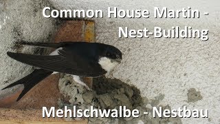 Mehlschwalbe beim Nestbau  Common House Martin builds nest Delichon urbicum [upl. by Fantasia]