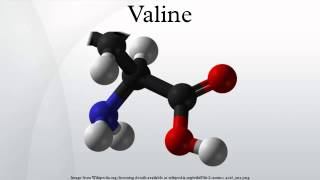 Valine [upl. by Yarrum445]