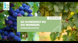 Intratuin  Weinrebe schneiden [upl. by Ocicnarf]