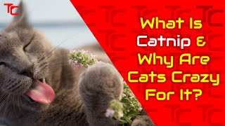 What Is Catnip and Why Are Cats Crazy For It [upl. by Chaing159]