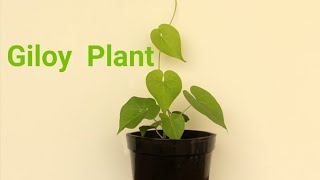 Giloy Plant  How to Grow Giloy from Seed  Giloy Propagation  Top Gardening [upl. by Eirrahs]