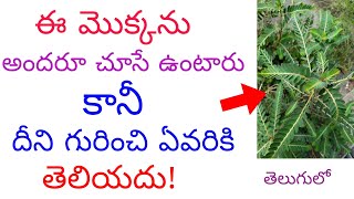 అందరూ ఈ మొక్క గురించి తెలుసుకోవాలి  Phyllanthus Amarus or Nela Usiri uses Telugunews [upl. by Dolhenty158]