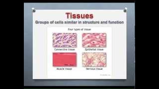 LECTURE Introduction to Epithelial amp Connective Tissues [upl. by Notxap]