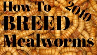 MEALWORM BREEDING  Everything You Need To Know To Be Successful [upl. by Rebor]