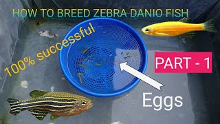 HOW TO BREED ZEBRA FISH 100 ℅ successfully [upl. by Ahsilaf]