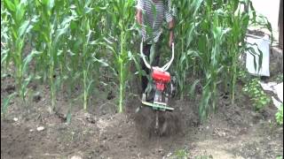 玉米園開溝 CY80 Garden tiller ridging in corn field 擎億機械中耕機 농업 기계 中耕機 [upl. by Ylloj]