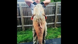 NEW RECORD FLATHEAD CATFISH MONSTER [upl. by Edurtreg]