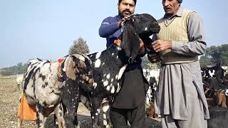 Shera Goats  bakriyon ki bimariyan aur Unka ilaaj  Beetle goat farm  Goat farming [upl. by Yrem]