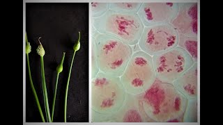 Meiosis in onion flowerbuds experiment [upl. by Nommad]