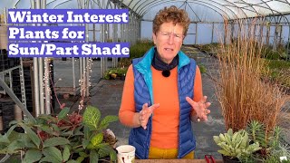 Winter Plants Garden Interest for Colder Months Sun or Part Shade [upl. by Ferdie]