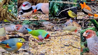 100 finches and softbills in outdoor bird aviary  aviary birds [upl. by Rimhsak]