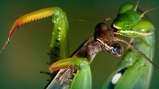 Pairing cannibal praying mantis [upl. by Alaster]