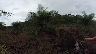 Deforestation and drainage for oil palm in North Selangor Malaysia 360 4K [upl. by Etteuqaj]