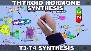 Thyroid Hormone Synthesis  T3  T4 [upl. by Dannica]