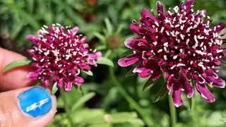 327  How to grow amp care Scabiosa plantScabiosa atropurpurea Pincushion flower Mourning bride [upl. by Samuella]