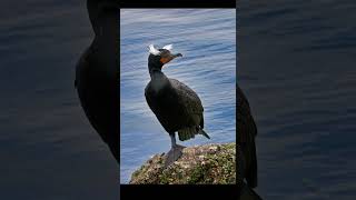 Meet the Doublecrested Cormorant [upl. by Gonagle]