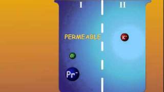 2 Cell membrane differential ion permeability [upl. by Honig13]