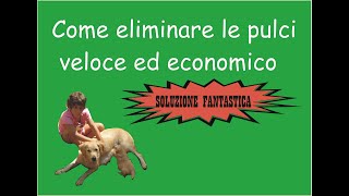 Come eliminare le pulci dallambienteveloce ed economico [upl. by Anitsenre]