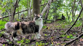 Norwegian Forest Cat Little Lilly in the big Forest [upl. by Hazel]