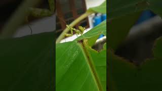 A rare Asian Mantis playing on my hand jewelled flower mantis [upl. by Duleba16]