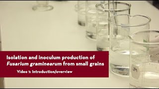 Isolation and inoculum production of Fusarium graminearum from small grains [upl. by Maggee]