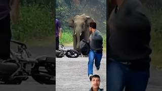 hathi ne bike wala ko kaise bhagaya bahut gussa mein hai 🐘🐘funny viralshorts [upl. by Quincy]