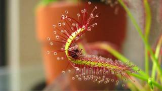 Drosera Capensis Cape Sundew Eating A Fruit Fly High QualityHD Time Lapse [upl. by Piane324]