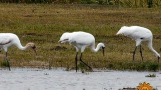 Nature Whooping Cranes [upl. by Ivar313]