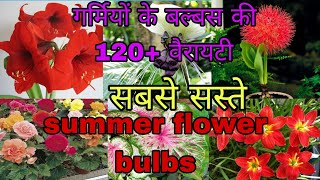 summer flower bulbs सबसे सस्ते गर्मियों के बल्बस कहाँ से ख़रीदे [upl. by Ettenaj188]