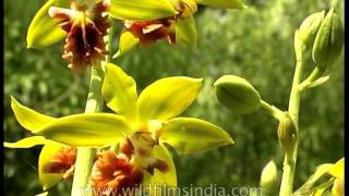 Calanthe tricarinata orchid growing wild in the Himalaya [upl. by Ziul]