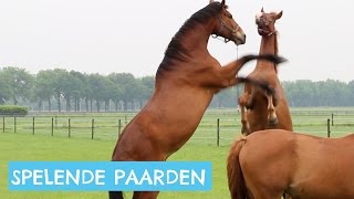 Paarden die in de wei spelen [upl. by Sutsuj729]