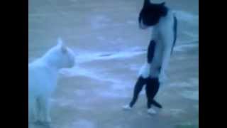 cat fight funny video cat  gato karateka gato que pelea de pie  karateka cat cat fight standing [upl. by Aicnetroh]