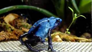 Dendrobates Azureus Blue Dart Frog [upl. by Horner731]