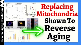 AGE REVERSAL Through Replacing MITOCHONDRIA [upl. by Teteak193]