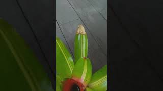 Trim bromeliad leaves naturally [upl. by Nivloc274]