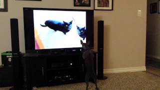 My hairless dog reacting to meow mix video YouTube [upl. by Alac240]