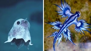 Most ADORABLE Sea Creatures [upl. by China]