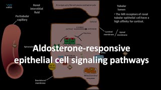 Aldosterone mechanism of action [upl. by Eirased]